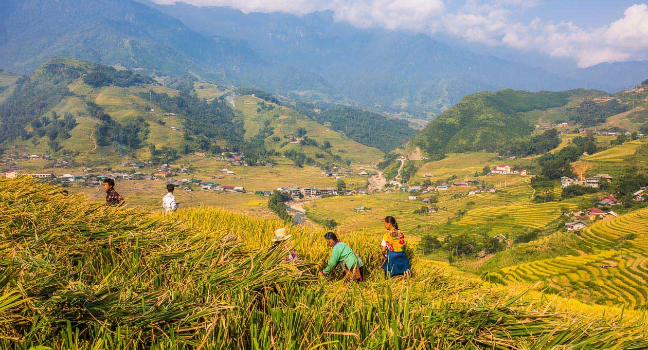 things to do in vietnam and cambodia - rice field in sapa